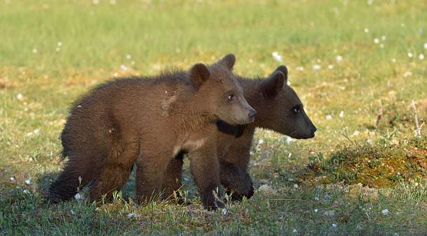 Bear profile
