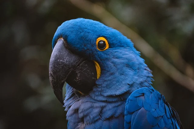 Macaw