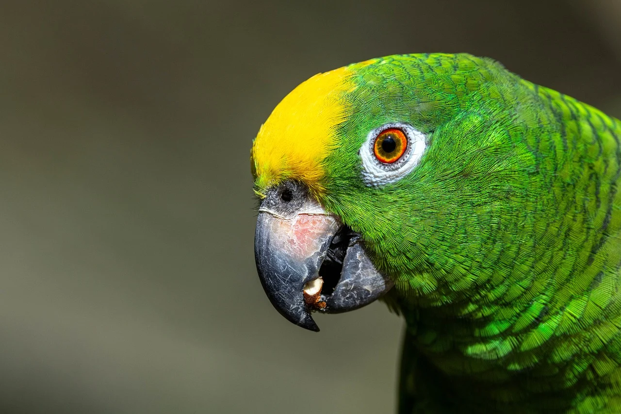 Birds