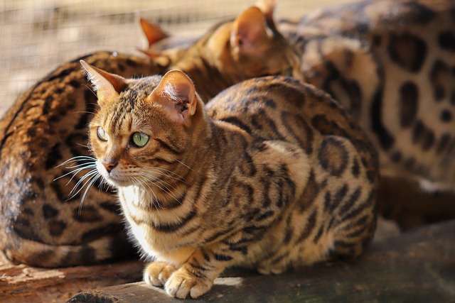 Bengal Cat Profile