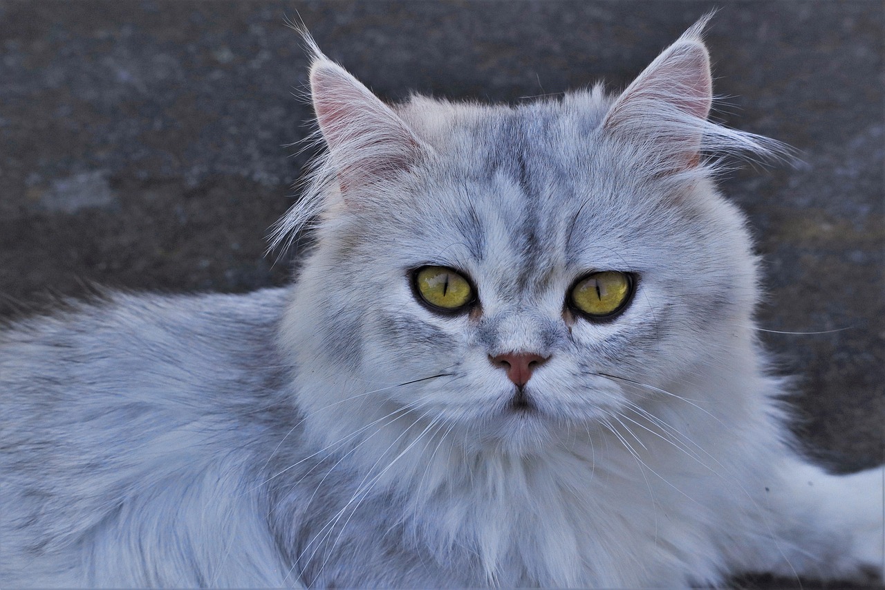 Cats