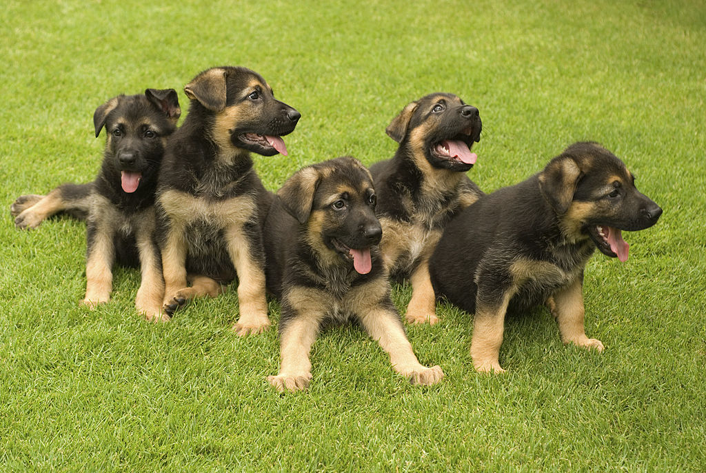 German Shepherd