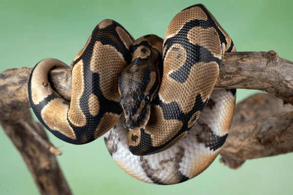 Reptiles