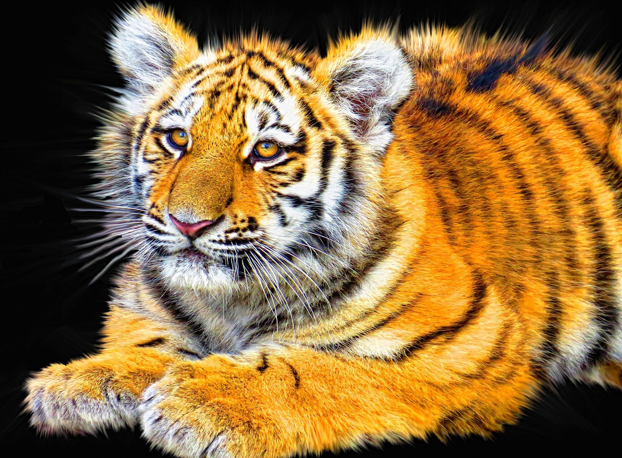Exotic Felines