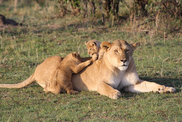 African Lion regulated exotic feline profile
